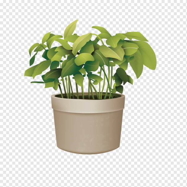 Растение в горшке на прозрачном фоне