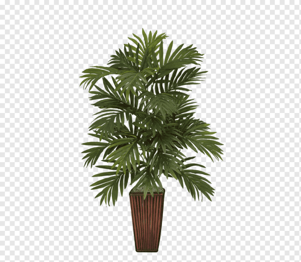 Тропические растения в горшке