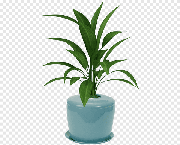 Растение в горшке без фона