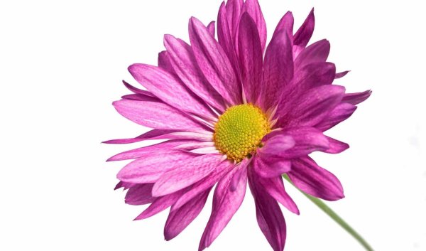 Хризантема Ромашка пурпур