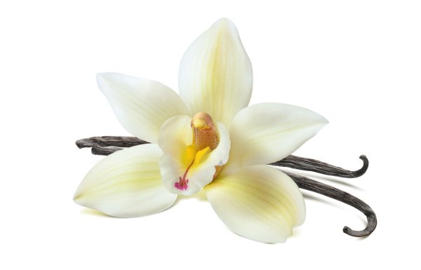 Белый цветок ванили