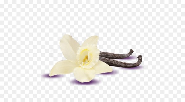 Цветок ванили на белом фоне