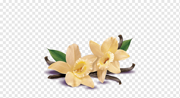 Цветок ванили