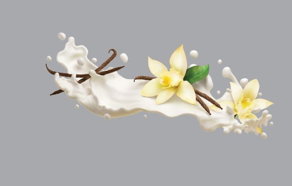 Цветок ванили на прозрачном фоне