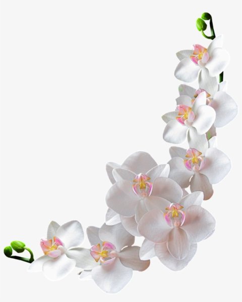 Белая Орхидея на белом фоне
