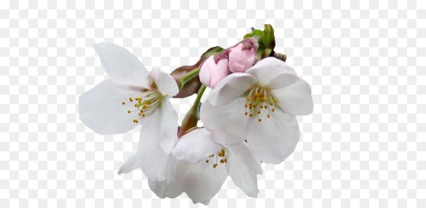 Цветы яблони на белом фоне