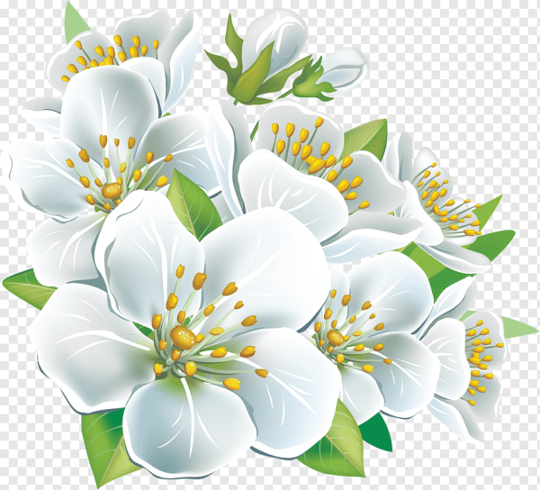 Цветок яблони на белом фоне