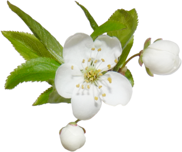 Цветущая яблоня на белом фоне