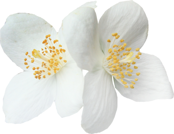 Цветы жасмина на белом фоне