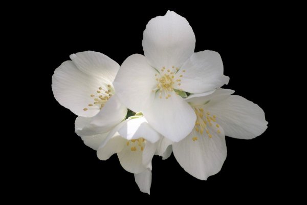 Белые цветы Жасмин