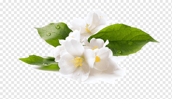 Жасмин цветок на белом фоне