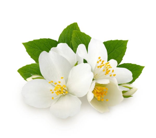 Цветы жасмина на белом фоне