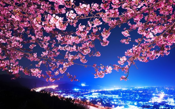 Цветущая сакура на фоне гор