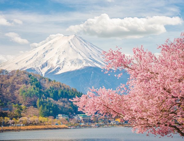 Гора Фудзи в Японии и Сакура