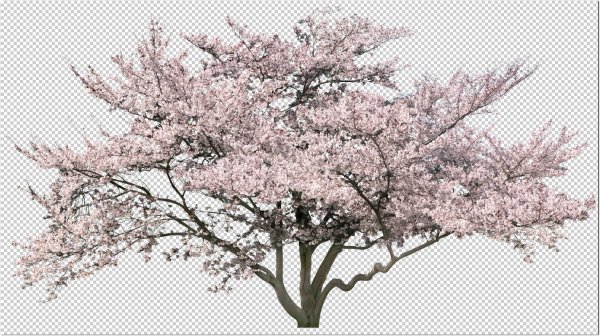 Цветущее дерево на прозрачном фоне