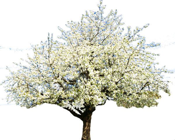 Весеннее дерево на прозрачном фоне