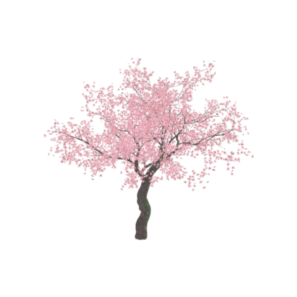 Сакура дерево на белом фоне