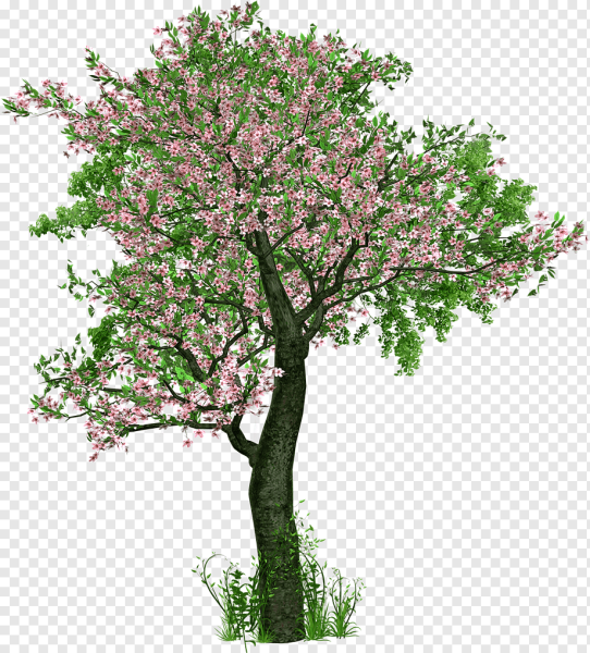 Весеннее дерево