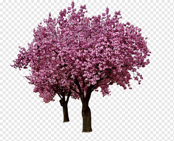 Pink черри блоссом дерево деревья