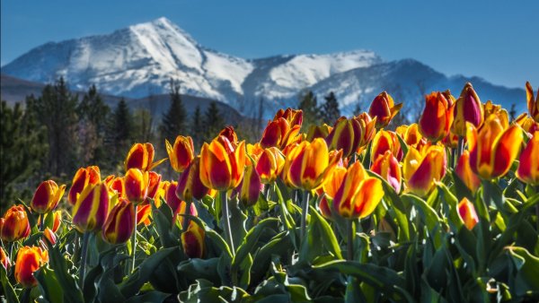 Тюльпаны на фоне гор