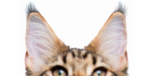Уши кошки на белом фоне
