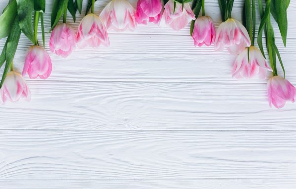 Фотофон тюльпаны розовые