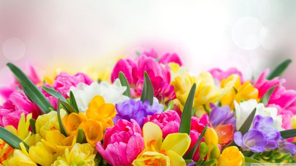 Тюльпаны разноцветные