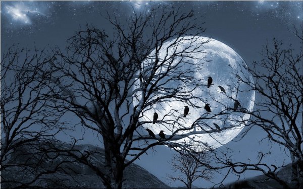 Одинокое дерево на фоне Луны
