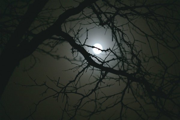 Луна сквозь ветки деревьев