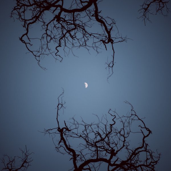 Луна в ветвях деревьев