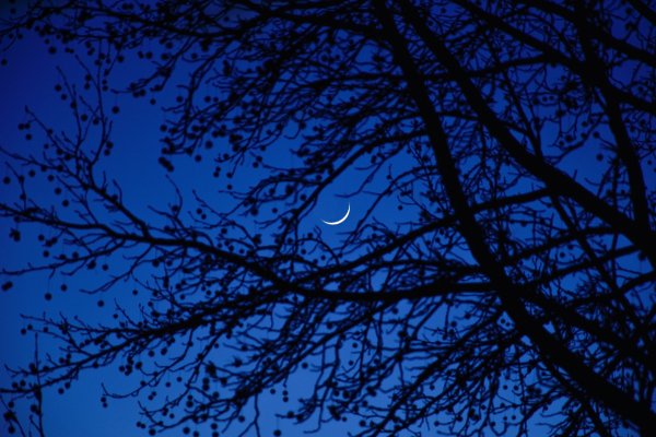 Ночь ветки и Луна
