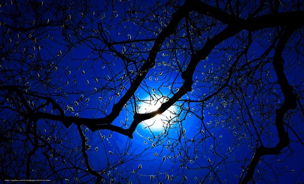 Ветка дерева ночью