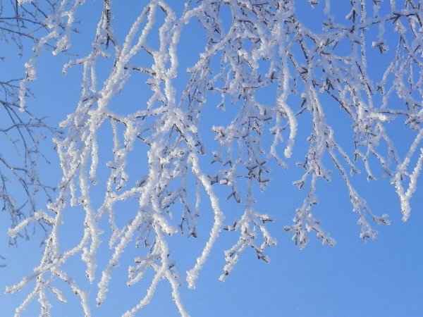 Ветка дерева зимой на голубом фоне