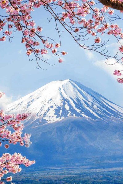 Япония гора Фудзияма и Сакура