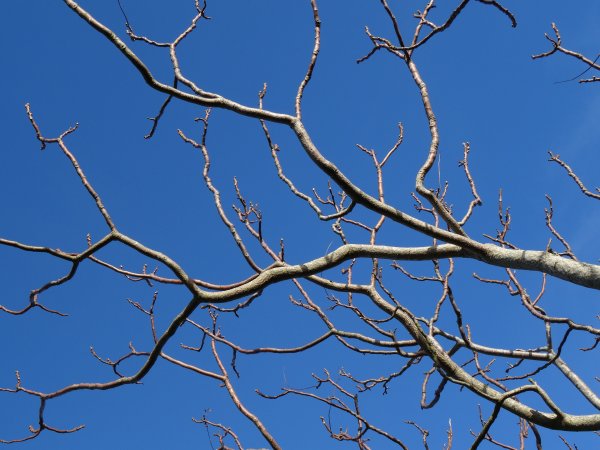 Ветки деревьев на фоне неба