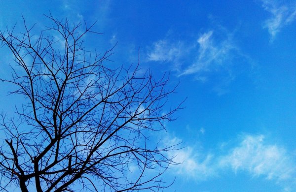 Ветка дерева на голубом небе