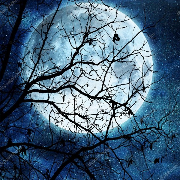 Луна в ветках деревьев