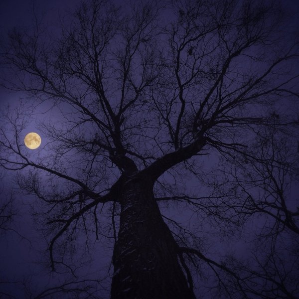 Ночь Луна дерево