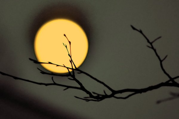 Луна в ветках деревьев