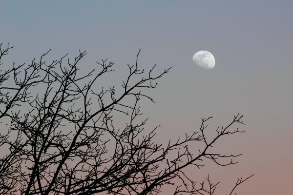 Ветки на фоне луны