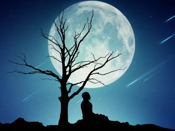 Ночь Луна дерево