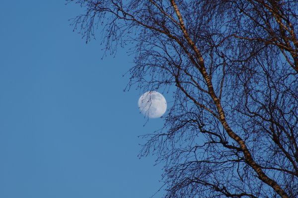 Дерево и Луна небо