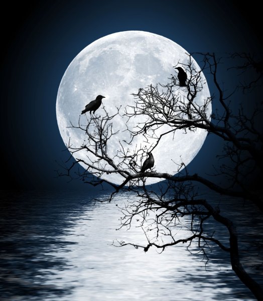 Ветка на фоне Луны