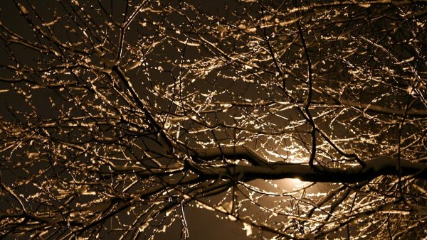 Ветви деревьев ночью