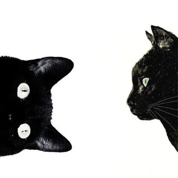 Черная кошка выглядывает