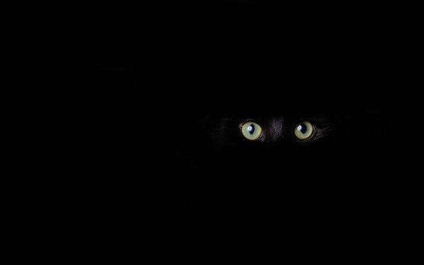 Черный кот в темноте