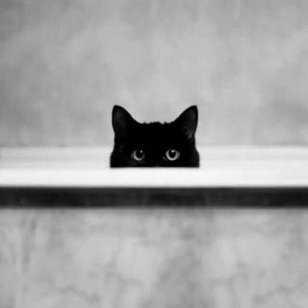 Черный кот выглядывает