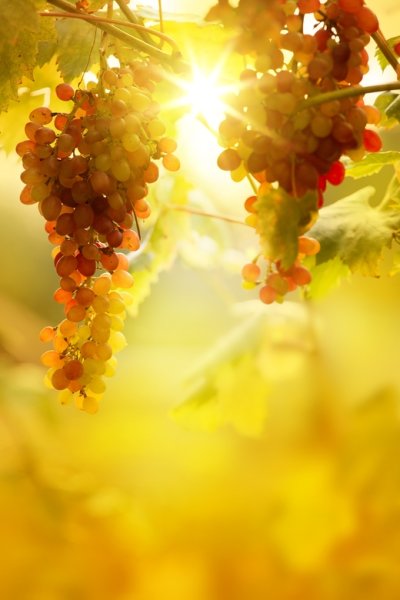 Гроздь винограда на солнце