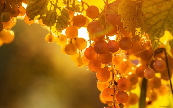 Виноградник осень