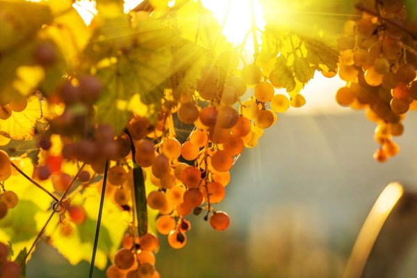 Виноград на солнце